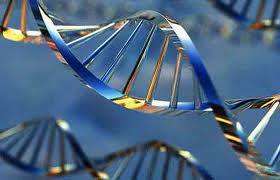 Cientistas alteram código genético de ser vivo